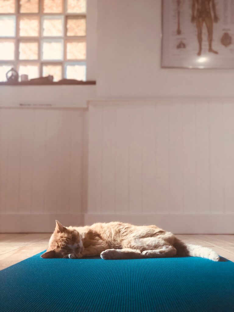 chat qui dort dans un studio de yoga